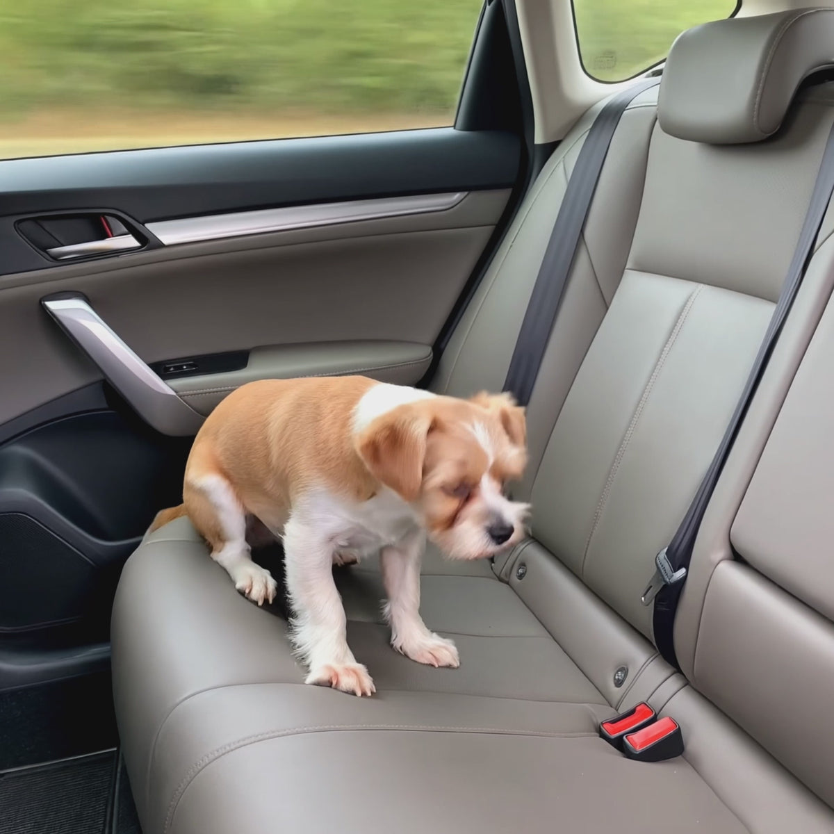 Pawrix™ TravelNest – Foldable Pet Car Seat & Carrier